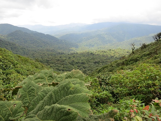 costa rica, nature, monteverde, jungle