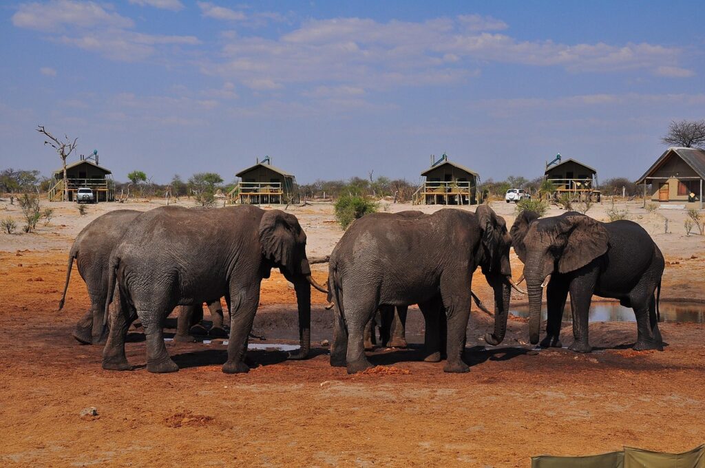 elephant, mammal, travel, wildlife, safari, animal, outdoors, herd, nature, african elephant, tourism, bull, cow, bush, botswana, africa, grazing, tusk, herbivore, wild, national, namibia, reserve, herbivorous, wilderness, sudafrica, brown cow, botswana, botswana, sudafrica, sudafrica, sudafrica, sudafrica, sudafrica
